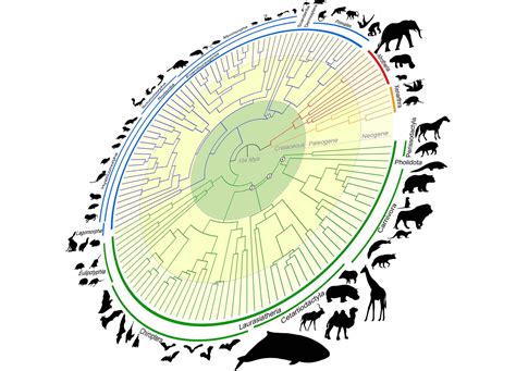 Mammalian Tree of Life Redefined: Genomic Time Machine Traces Back 100 Million Years of ...