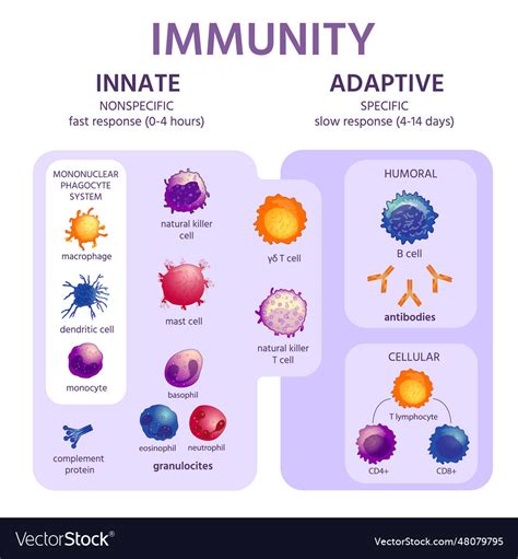 Innate and adaptive immune system immunology Vector Image