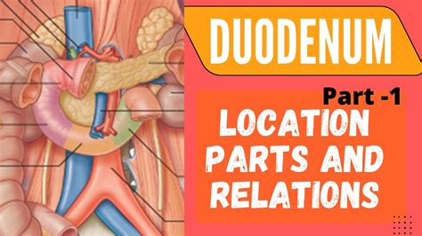 Duodenum Part-1: Location, Parts & Relations [World of Anatomy] - YouTube