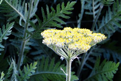 Apiaceae Family -- a garden plant in flower 1851 (2) | Flickr