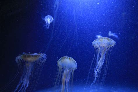 What Are Predators Of Jellyfish