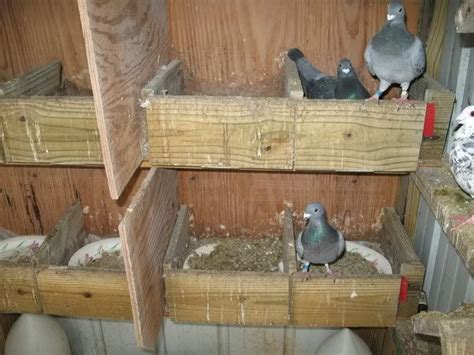 Raising Pigeons/Pigeon Coop | Coop, Pigeon cage, Chickens backyard