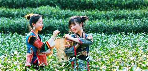 Hangzhou Tea Plantation, Visit Longjing Tea Plantation