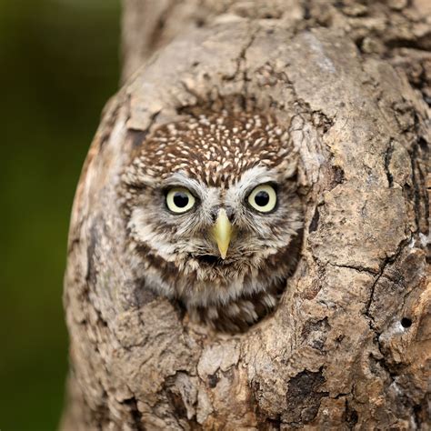 TrogTrogBlog: Bird of the week - Little owl