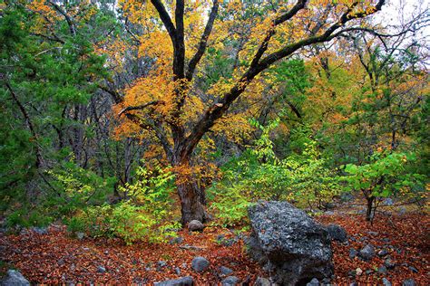 Fall Color in the Forest at Lost Maples Natural Area Photograph by Lynn Bauer - Fine Art America