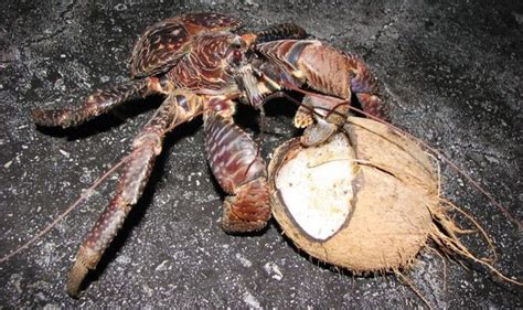 Giant coconut crab (27 pics) - Izismile.com