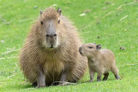 Baby Capybara Pet