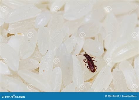 Grain Beetle Anisoplia Austriaca Stock Photo | CartoonDealer.com #101719224