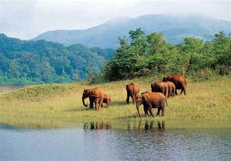 Kerala Forest Tour at best price in Thiruvananthapuram | ID: 14732570855