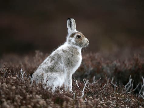 Climate crisis: Less snow means mountain hares’ winter coats no longer ...