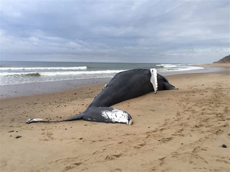 Experts investigating death of beached whale on Cape Cod