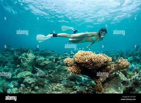 Snorkeling at House Reef, Eriyadu, North Male Atoll, Maldives Stock Photo - Alamy