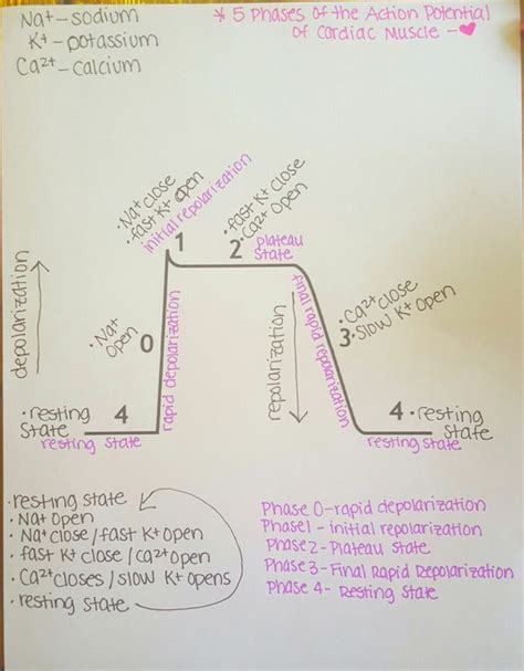 5 Phases of Cardiac Muscle Action Potential