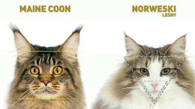 The Norwegian Forest Cat: Getting To Know The Large Viking Cat! | The Pets Dialogue