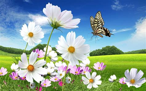 Amazing Nature Butterfly Wallpapers - Top Free Amazing Nature Butterfly Backgrounds ...