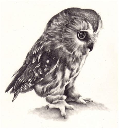 Small Owl Drawing at GetDrawings | Free download