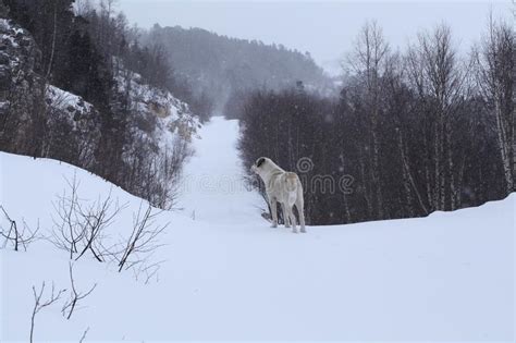 Dog on snow stock image. Image of searches, haze, forest - 110259319