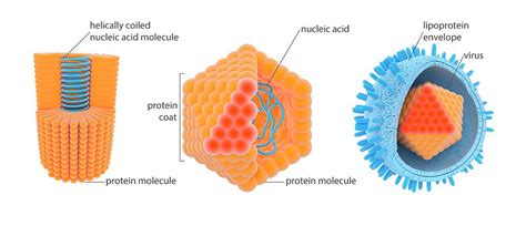 Ppt Background Basic Virology Structure Virion Structure Genome | My ...