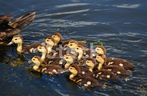 Mother And Cute Baby Ducks Stock Photo | Royalty-Free | FreeImages