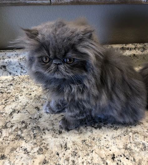 Blue Persian Male Kitten Available | Windy Valley Persian Cats