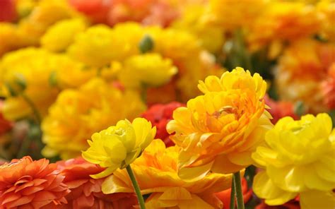 Au! 50+ Vanlige fakta om Foto Di Fiori Di Ortensie: Ortensie senza fiori, ma solo rami: