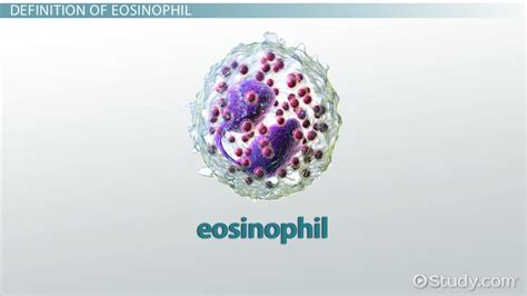 Eosinophil Formation, Function & Disorders - Lesson | Study.com