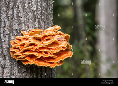 The edible Chicken of the Woods or Sulphur Shelf mushrooms grows on ...