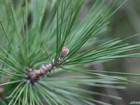 Japanese black pine | The Morton Arboretum