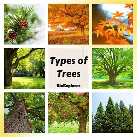 Different Types Of Trees With Pictures And Names