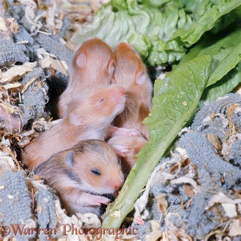 Baby Golden Hamsters photo WP06967