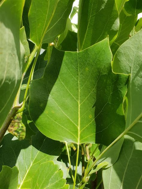 Liriodendron tulipifera 'Fastigiata' - Little Big Tree Company Christchurch New Zealand