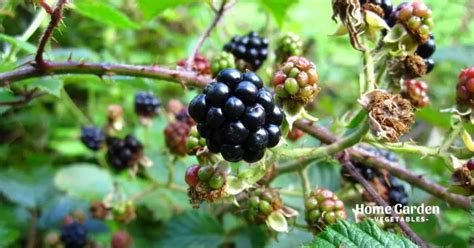 How And When To Prune Blackberry Bushes - Home Garden Vegetables