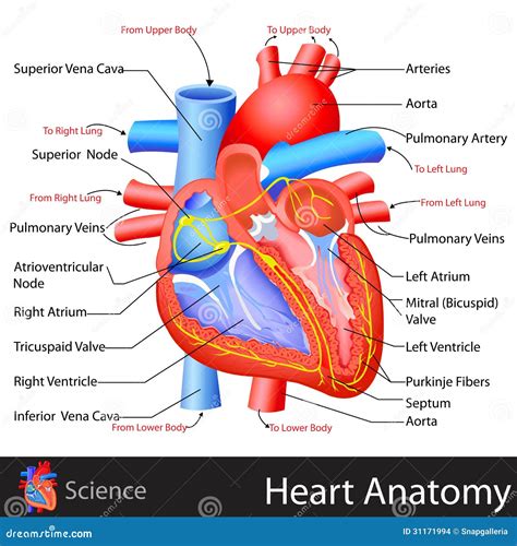 Anatomie Du Coeur Humain Illustration De Vecteur Illustration Du | The ...