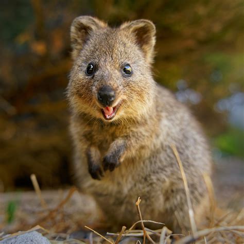 The Happiest Animal in the World Is the Cutest Creature You'll Ever See