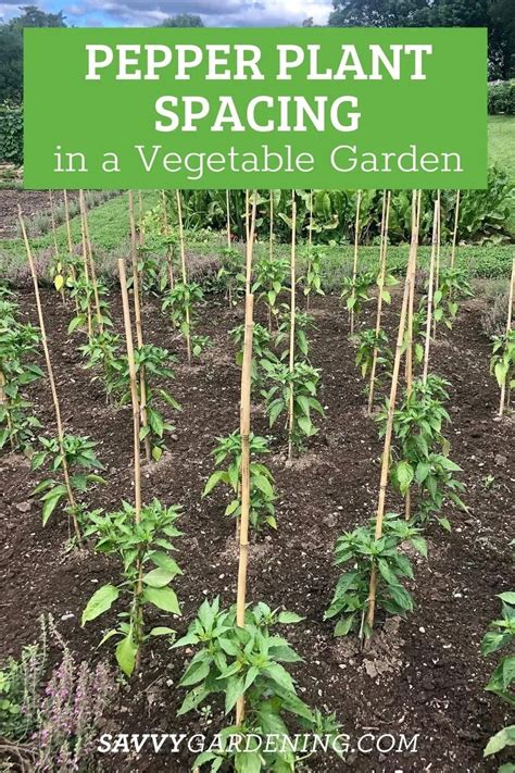 Pepper Plant Spacing: How Far Apart to Plant Peppers in the Garden ...