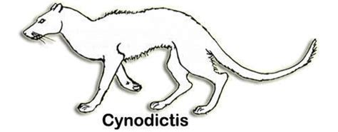 Cynodictis - Alchetron, The Free Social Encyclopedia