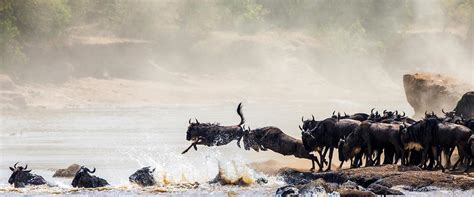 Wildebeest migration -Tanzania National park, the great wildebeest