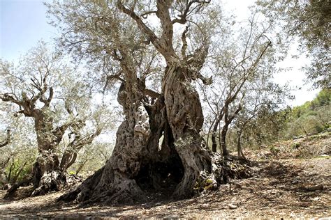 The Sisters Olive Trees of Noah, 6000 years old. The oldest living ...