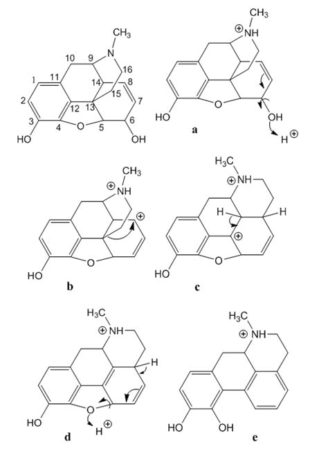 The Mechanism of the Morphine-Apomorphine Rearrangement