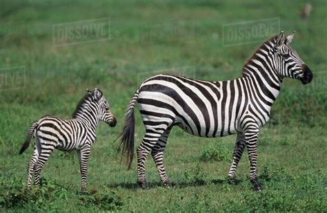 Plains Zebra Mare With Foal, Africa - Stock Photo - Dissolve