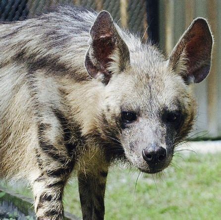 Though attacks on live humans are rare, striped hyenas will scavenge on human corpses. In Turkey ...