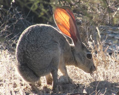 Jackrabbit | Jackrabbit ears lit up by late day sun - San Fe… | Flickr