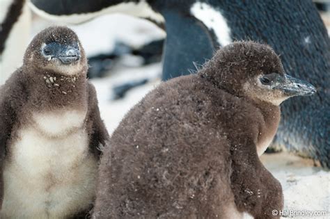 Waddling With African Penguins - Travel 4 Wildlife