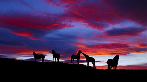 Sunset Horse Wallpapers - 4k, HD Sunset Horse Backgrounds on WallpaperBat