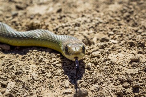 Eastern Racer on the Oregon Trail : r/snakes