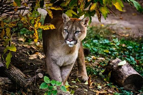 10 Interesting Facts About Pumas - A-Z Animals