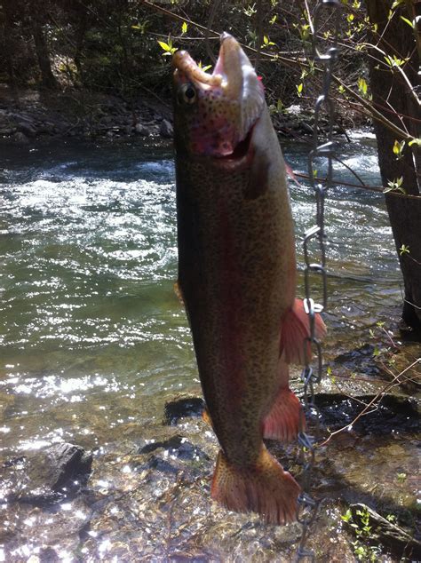 Tellico River Trout Fishing A Tourist Perspective