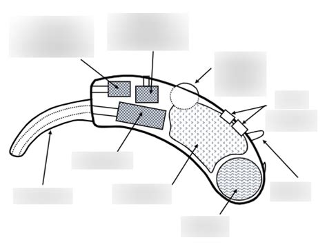 Components of the Hearing Aid Diagram | Quizlet