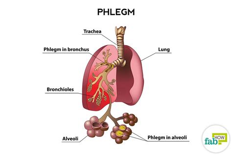 How to Get Rid of Phlegm and Mucus in Chest & Throat (Instant Result)