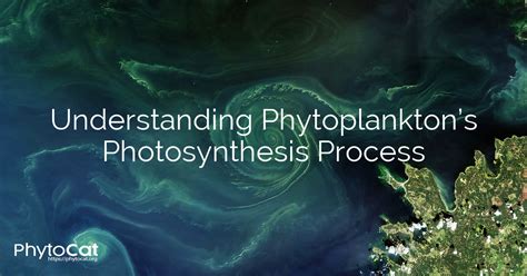 Understanding Phytoplankton's Photosynthesis Process